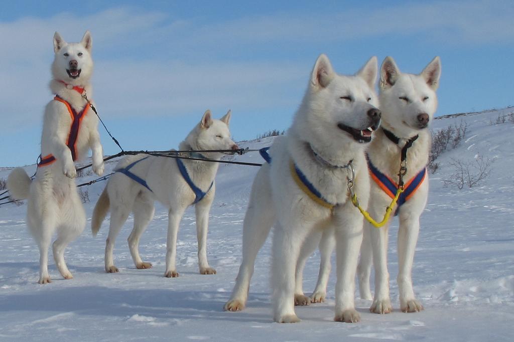 Arctic Chalet Resort Inuvik Eksteriør bilde